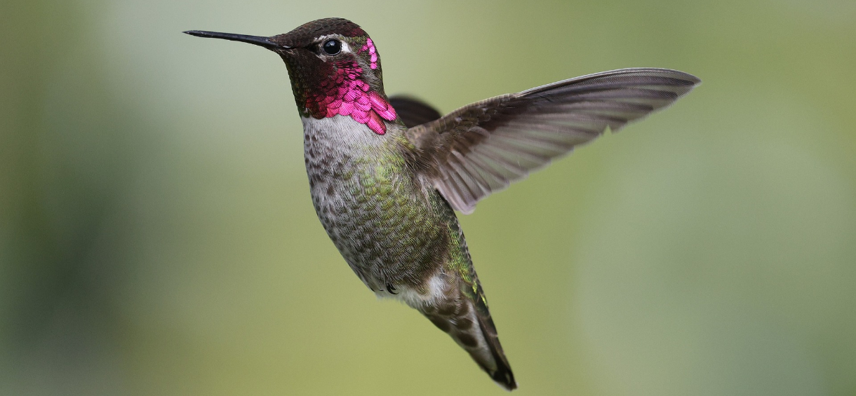 hummingbird